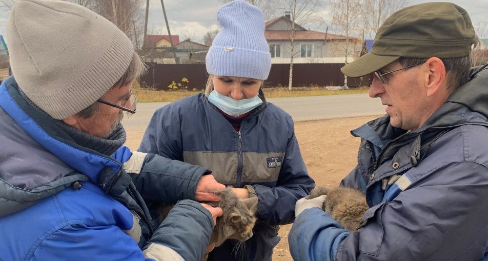 В Кирове опубликовали график бесплатной весенней вакцинации домашних животных