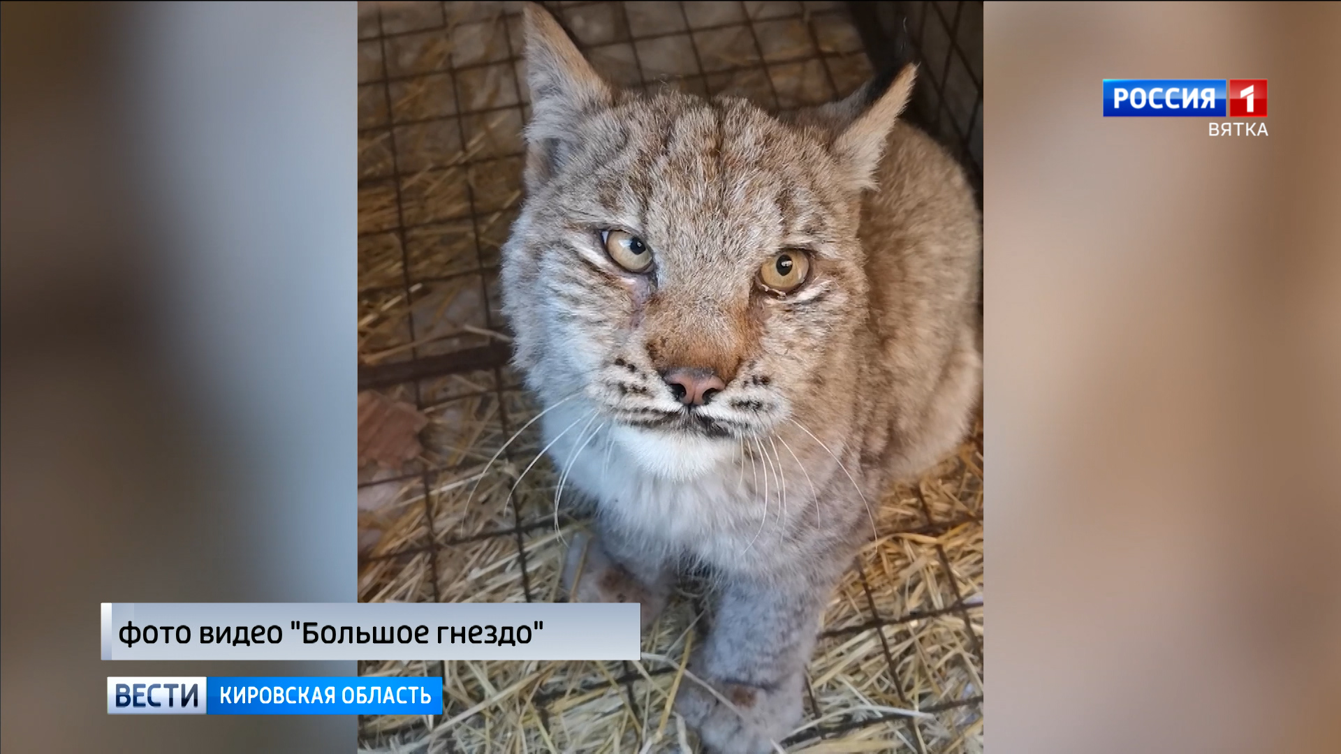 В жилом микрорайоне Кирова зооволонтеры поймали дикую рысь » ГТРК Вятка -  новости Кирова и Кировской области