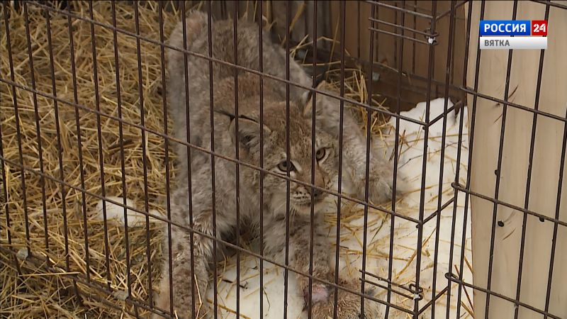 Котята рыси, спасенные в Кирове и Свечинском районе, успешно прошли вакцинацию