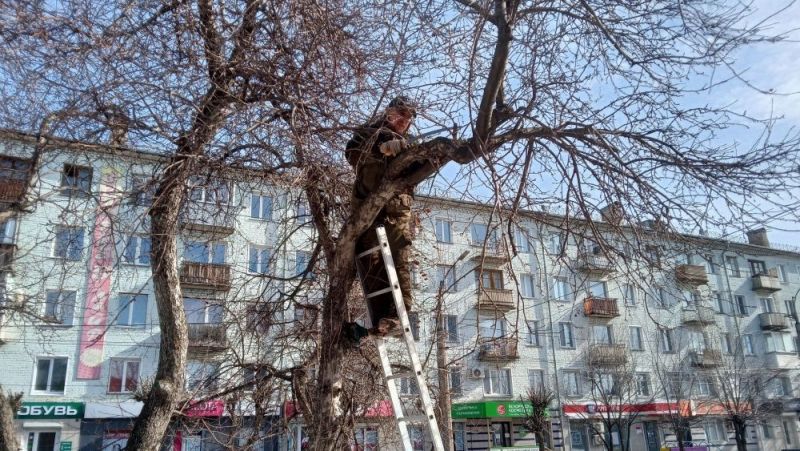 В Кирове началась санитарная обрезка яблонь на бульваре Октябрьского проспекта