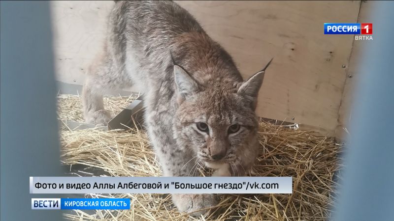 Решается судьба рысят, отловленных в Кирове и Свечинском районе