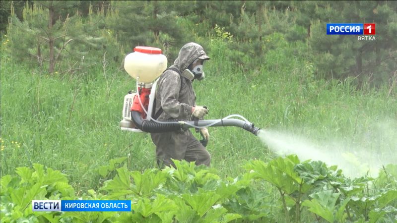 В мае в Кировской области начнут борьбу с борщевиком