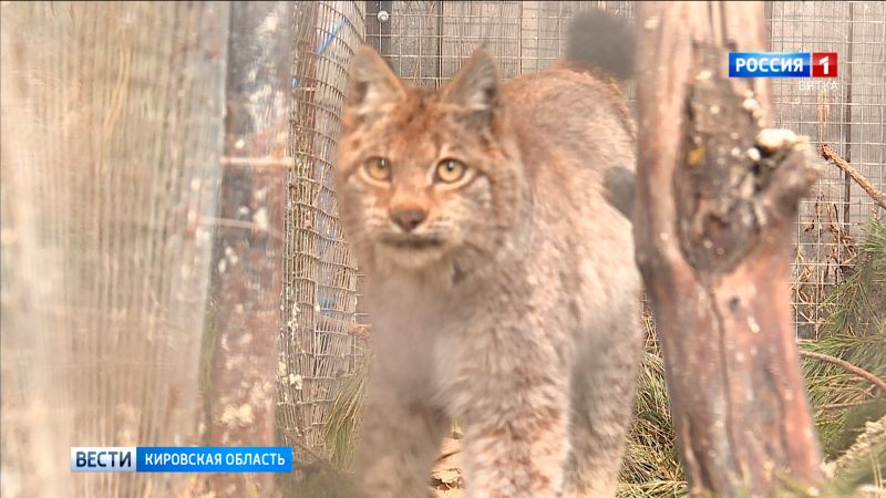 Кировские рысята переехали во Владимирскую область