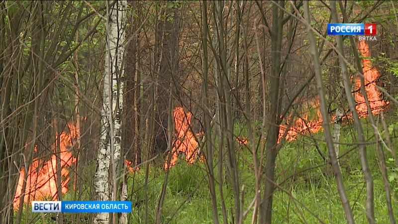 В лесах Кировской области сохраняется высокая пожарная опасность