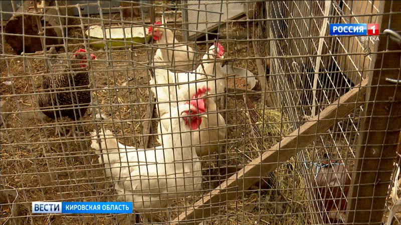 В Кировской области вакцинировали более 125 тысяч голов домашней птицы