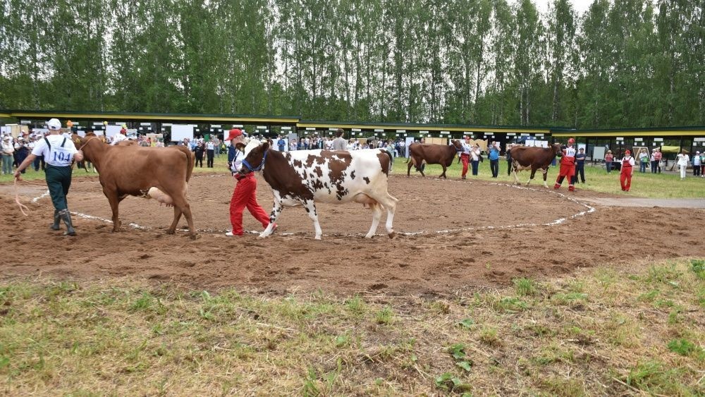 В Кировской области спустя 6 лет возобновили выставку племенных сельскохозяйственных животных