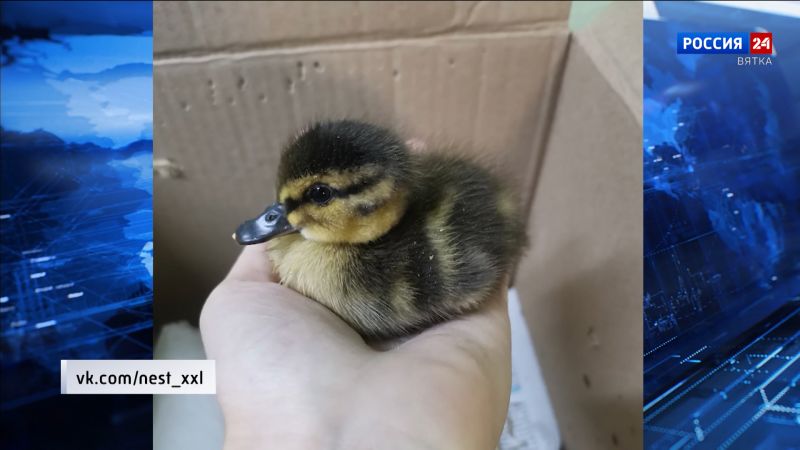 В кировском центре «Большое гнездо» выхаживают утенка и стрижа