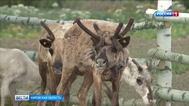 В селе Гоньба Малмыжского района появилась оленья ферма