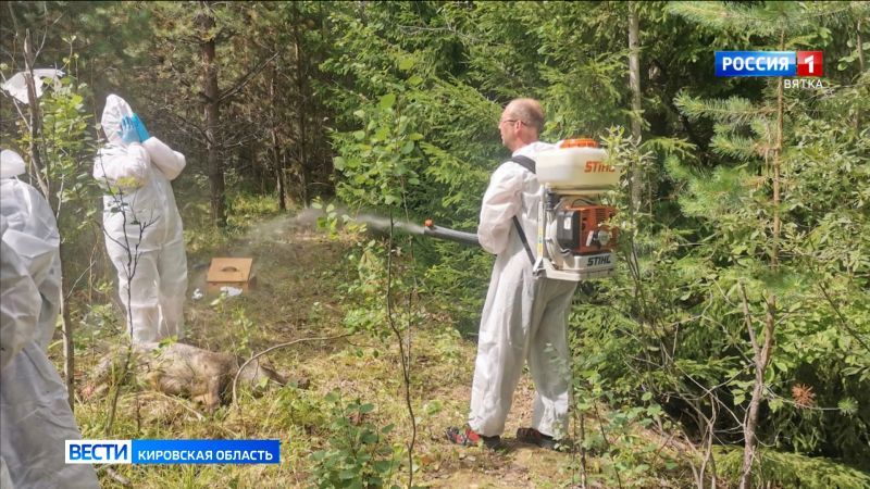 В нескольких населенных пунктах Кировской области введен карантин из-за африканской чумы свиней