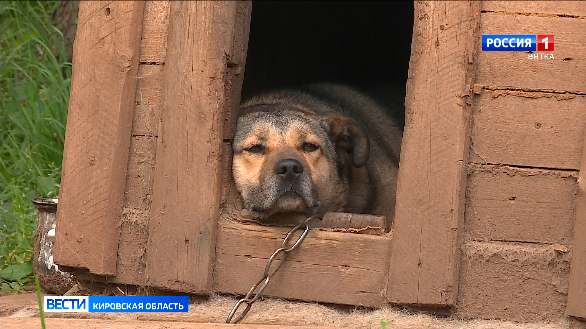 Приют Шестакова Адыгея