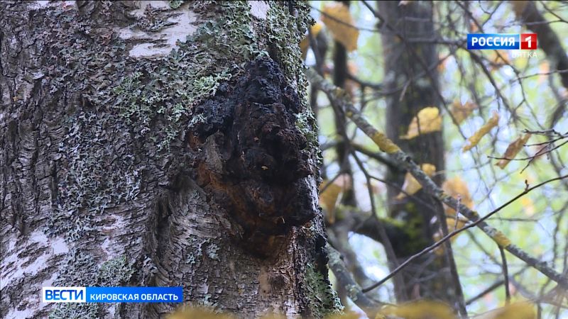 Из Кировской области в два раза вырос экспорт берёзовой чаги за границу