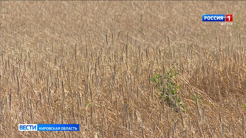 В пятницу в Кировской области обещают до  22°C