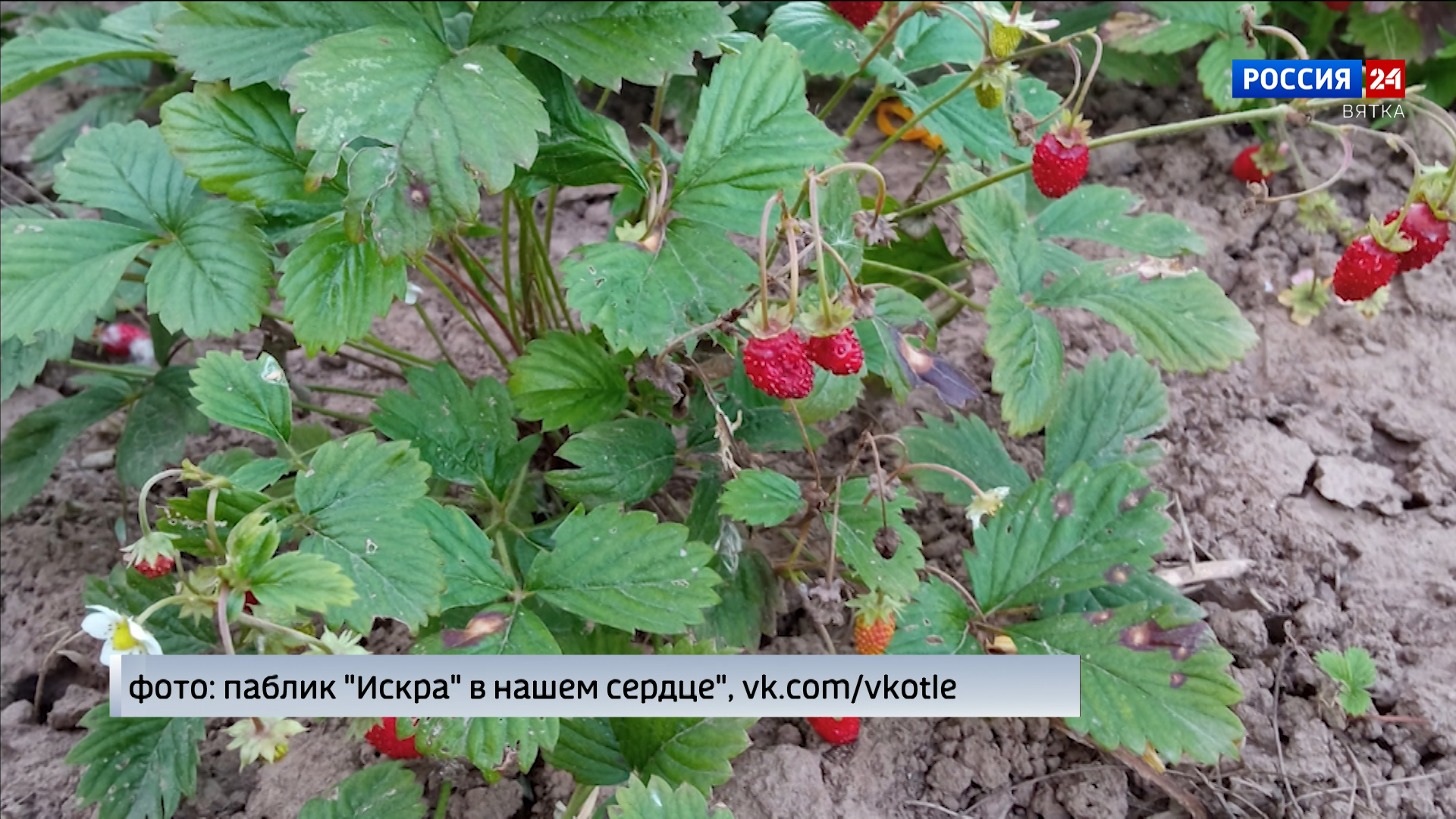 В Кировской области зацвела сирень и снова зреет земляника » ГТРК Вятка -  новости Кирова и Кировской области