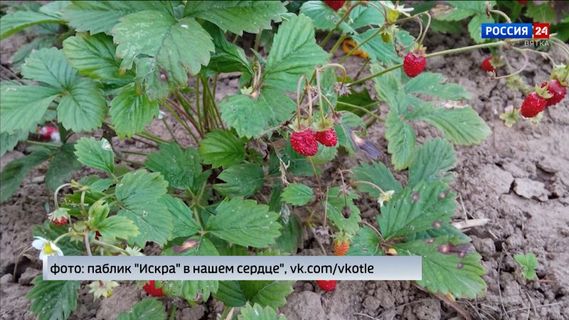 В Кировской области зацвела сирень и снова зреет земляника