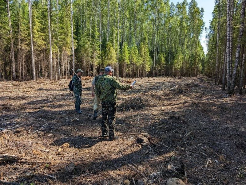 В Верхнекамском районе арендатор лесного участка незаконно вырубил лес, чем причинил ущерб более 2 млн рублей