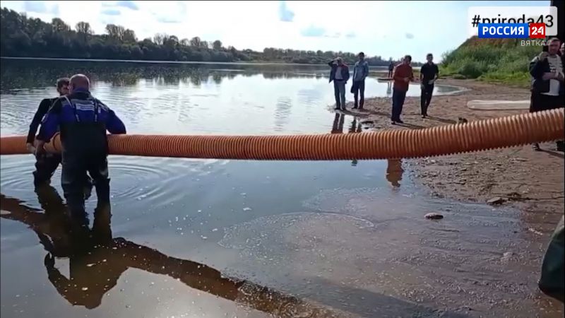 В реку Вятку в городе Орлове выпустили более 280 тысяч мальков стерляди