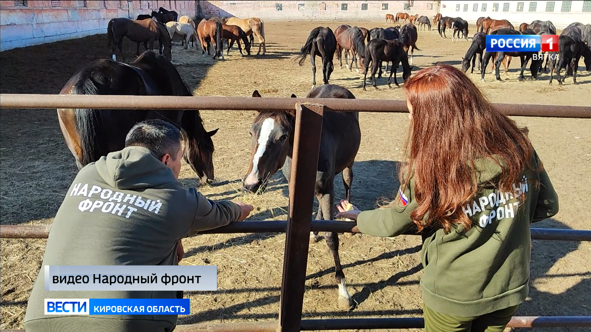 Активисты Народного фронта доставили гуманитарный груз для конезавода в ЛНР  » ГТРК Вятка - новости Кирова и Кировской области