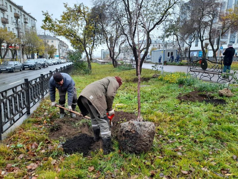 На бульваре на Октябрьском проспекте начали высаживать деревья