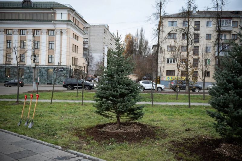 В Кирове высадили голубые ели - подарок из республики Кабардино-Балкария