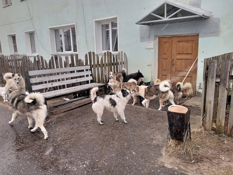 В Кировской области начали штрафовать владельцев животных за нарушение требований по их содержанию и выгулу