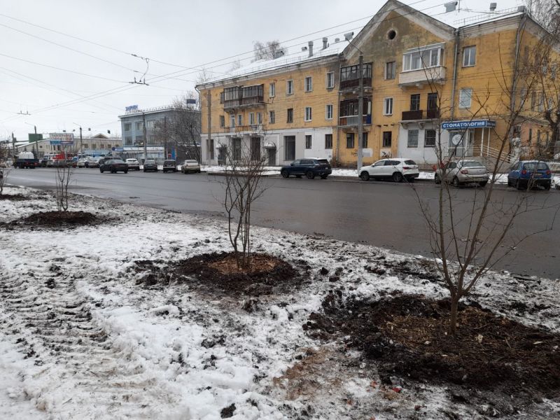 В Кирове завершается высадка зеленых насаждений