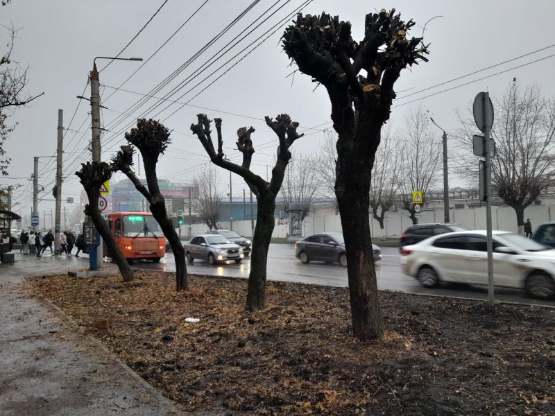 В Кирове начали осеннюю обрезку деревьев