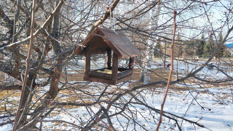 12 ноября в России отмечается Синичкин день