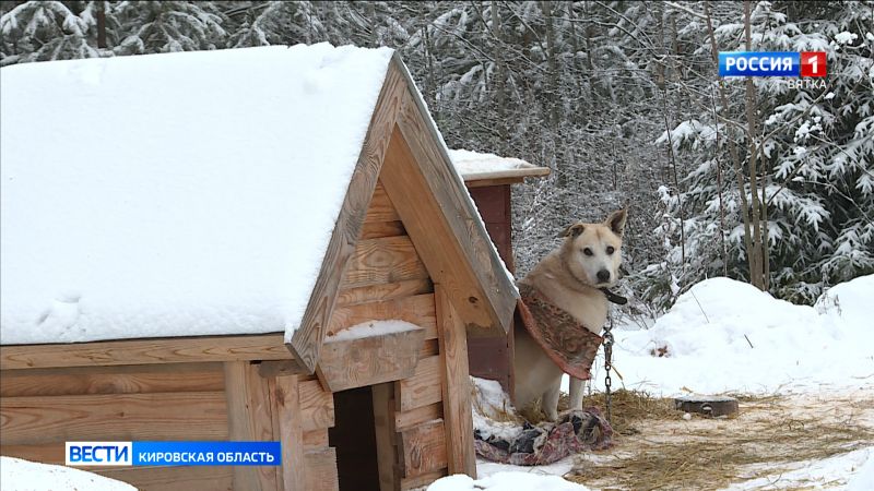 Неравнодушные кировчане сделали теплые будки для бездомных собак