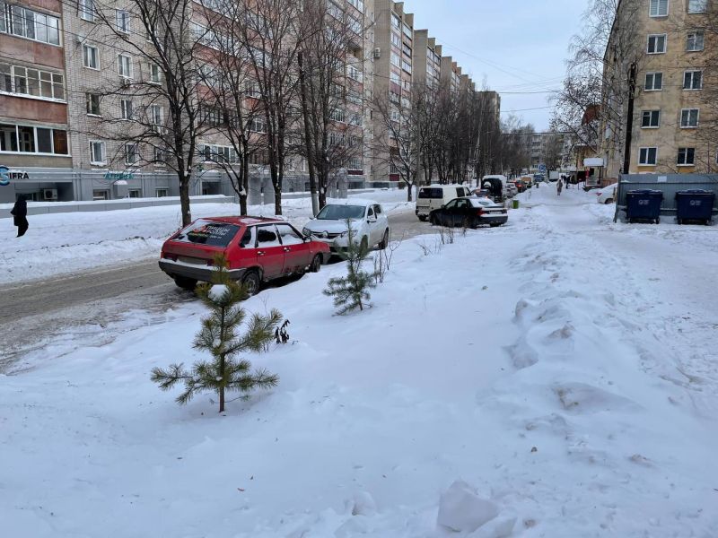 В отдел зелёного строительства Кирова рассказали, как передать им на баланс деревья