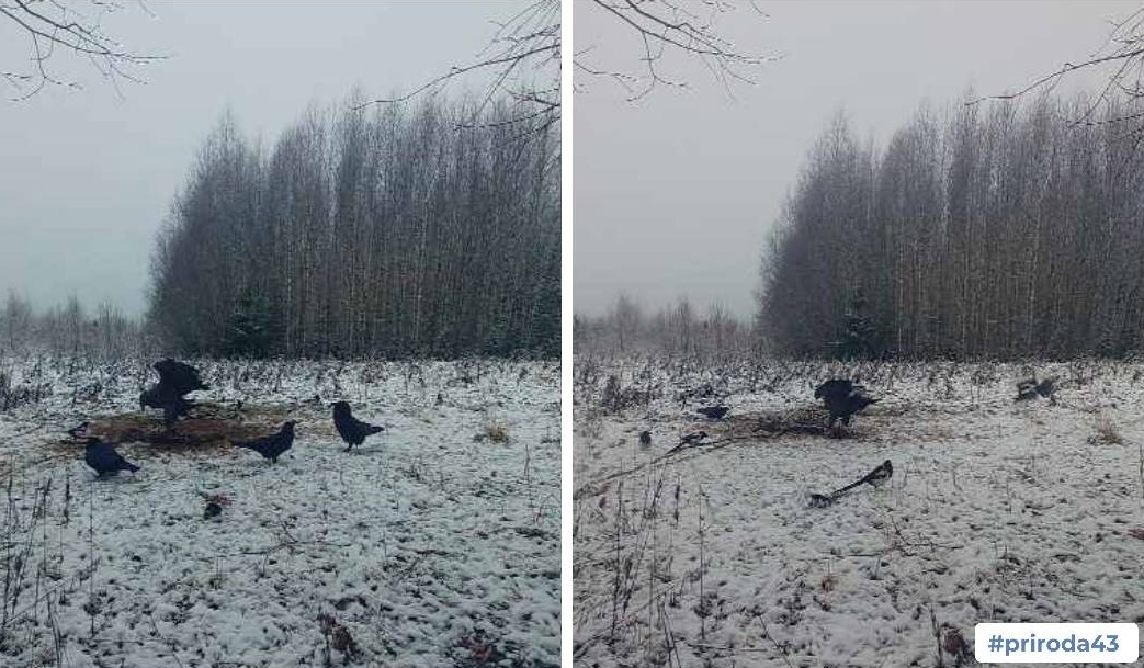 В Верхнекамском районе в объектив фотоловушки попал орлан-белохвост