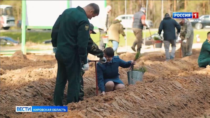 В Кировской области восстановят 33 тысячи гектаров леса