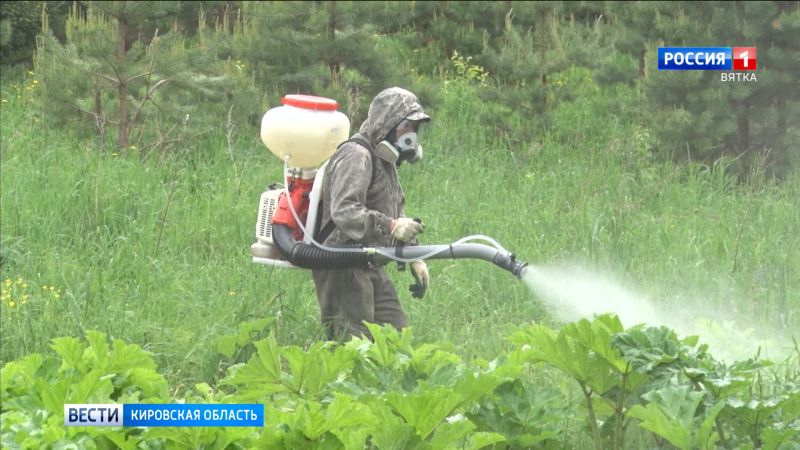 Законопроект об обязательной защите земли от борщевика приняла Госдума в первом чтении