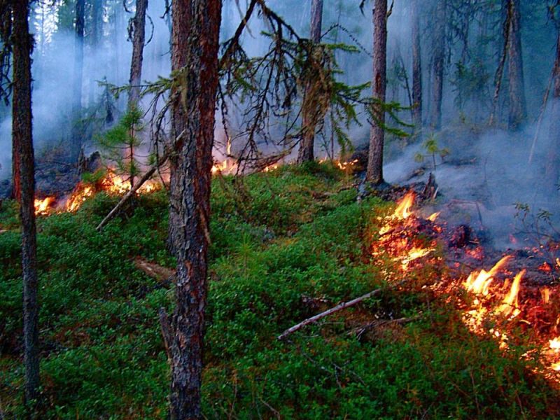 Житель Вятскополянского района, виновный в лесном пожаре, заплатит деньги, затраченные на тушение