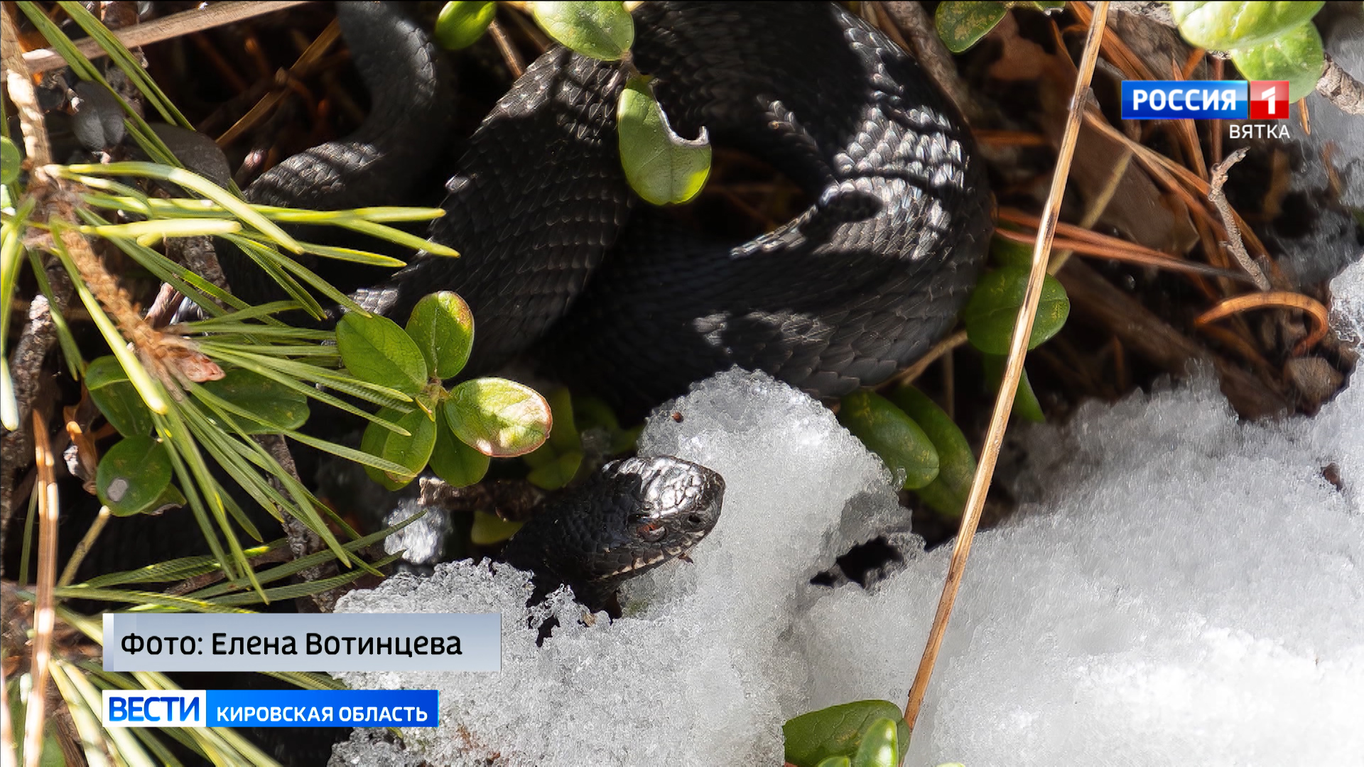 В Кировской области заметили первых змей | 04.04.2024 | Киров - БезФормата