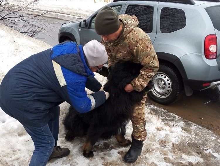 В Ленинском районе Кирова откроются пункты бесплатной вакцинации домашних животных