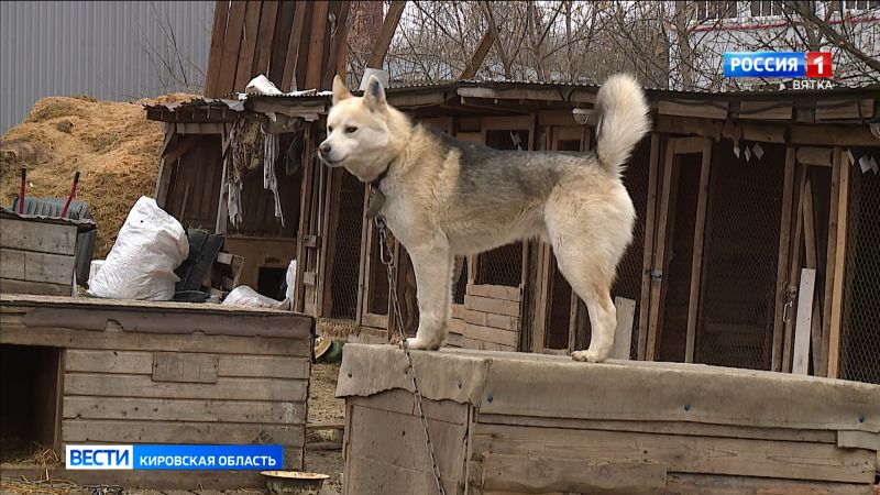 В Кирове запустили проект «Опека над собакой»