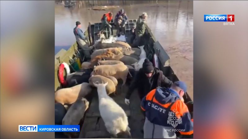 Сотрудники МЧС Кировской области спасли стадо свиней и коз оренбургского фермера