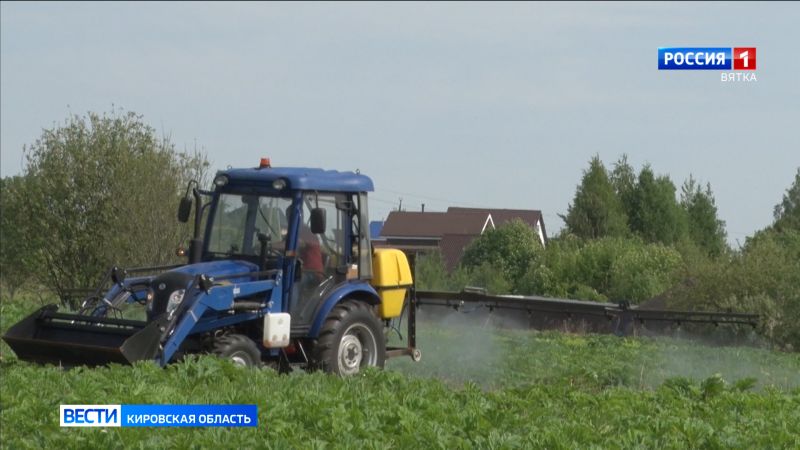 В Кировской области начался сезон борьбы с борщевиком