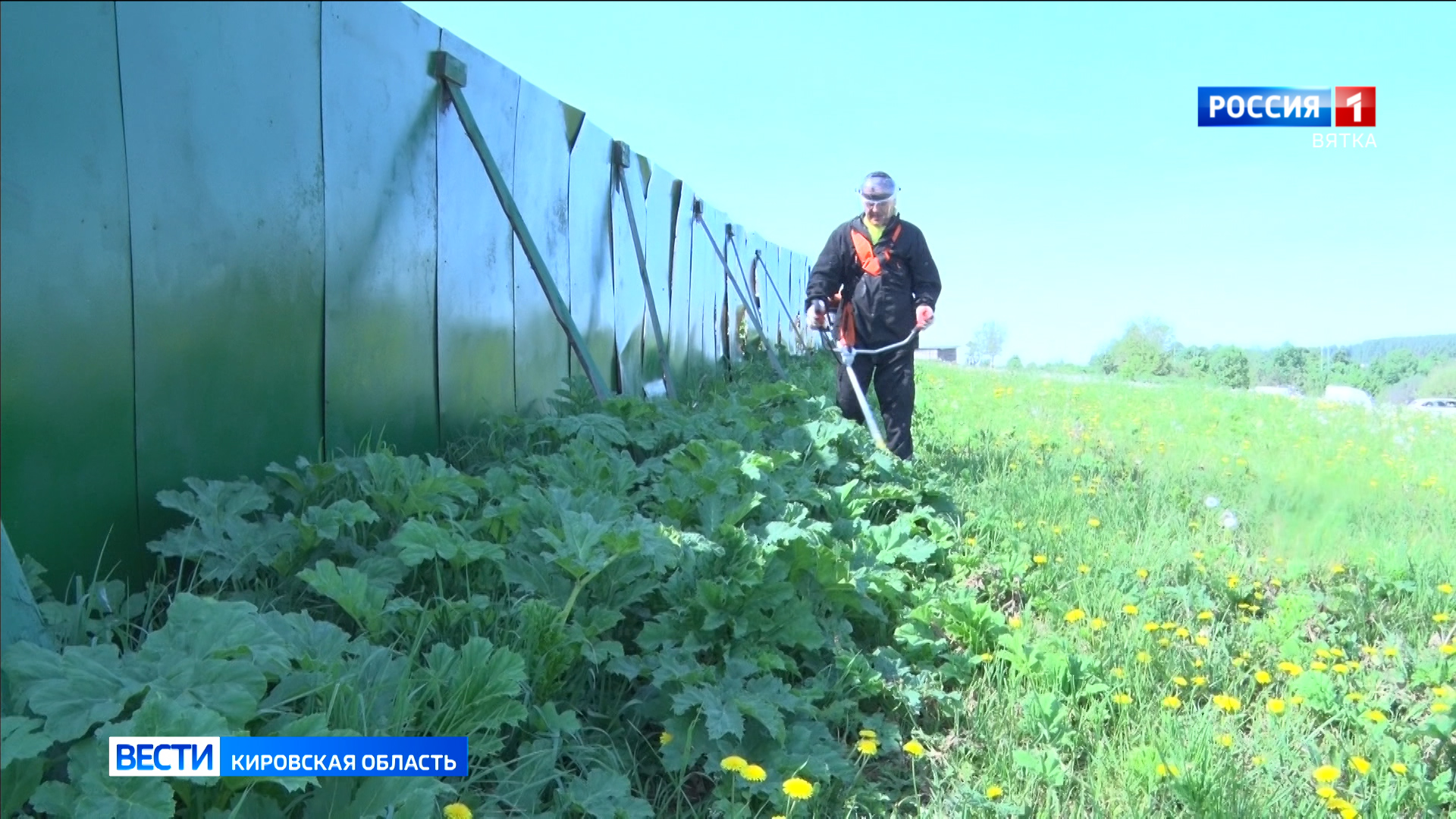 В Кирове продолжают уничтожать борщевик Сосновского