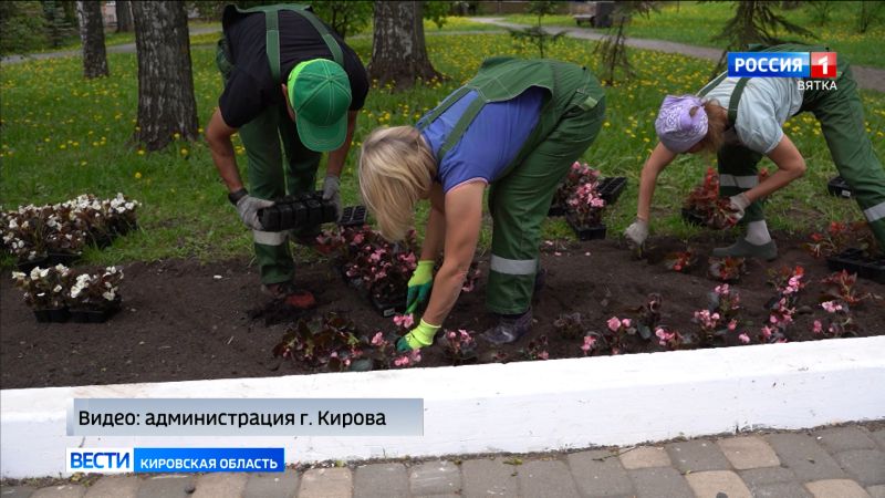 В Первомайском районе города Кирова высадят 17 тысяч цветов