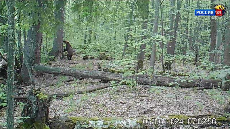 В объектив фотоловушки «Нургуша» попали медвежата