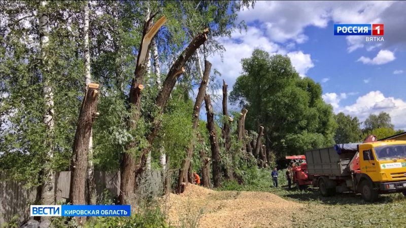 В Кировской области проверяют состояние деревьев