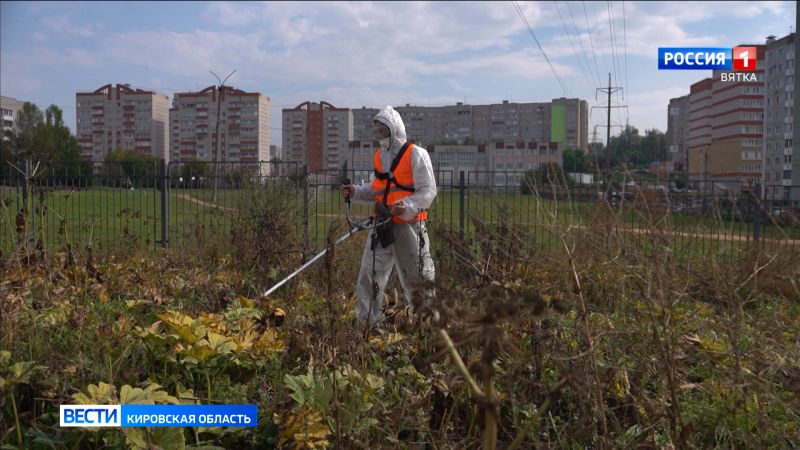 В Кирове стартовал третий этап борьбы с борщевиком Сосновского