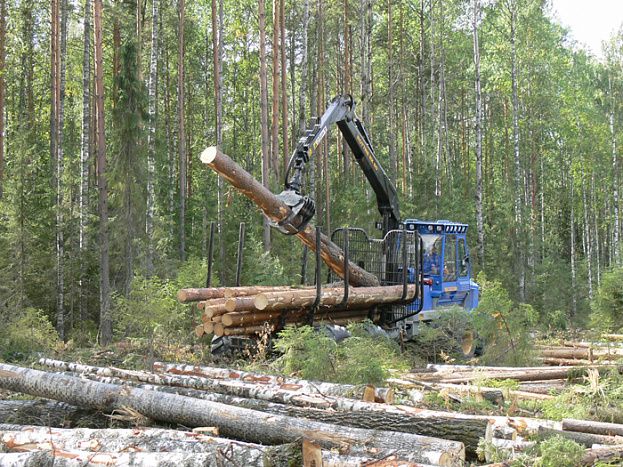 В регионе на 8,4% увеличился объем лесозаготовительных работ