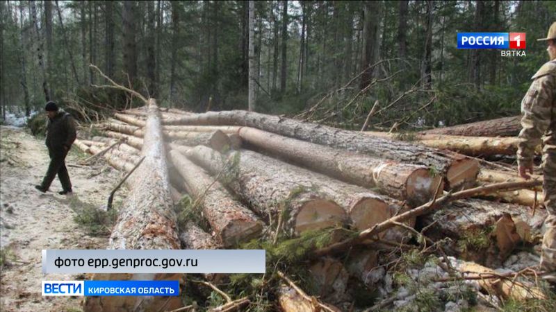 В Арбажском районе возбуждено уголовное дело по факту незаконной вырубки леса