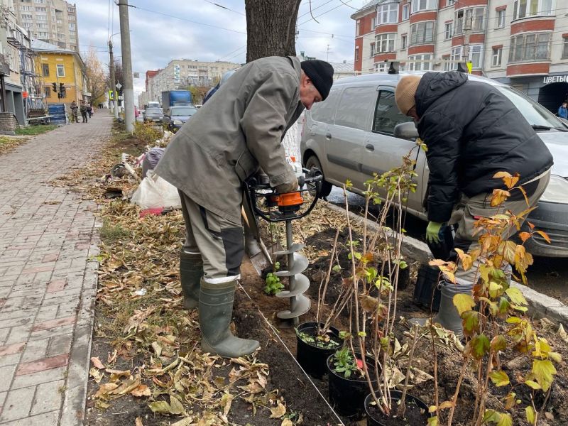 В Кирове продолжают высадку зеленых насаждений