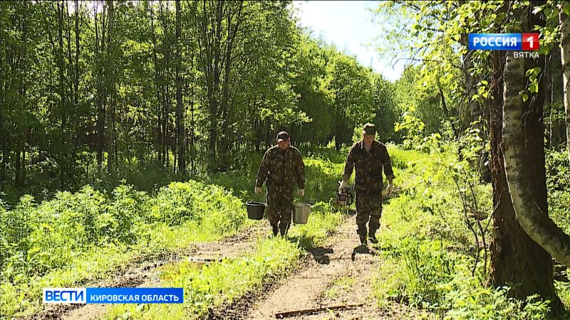 В Кировской области меняется работа лесничих