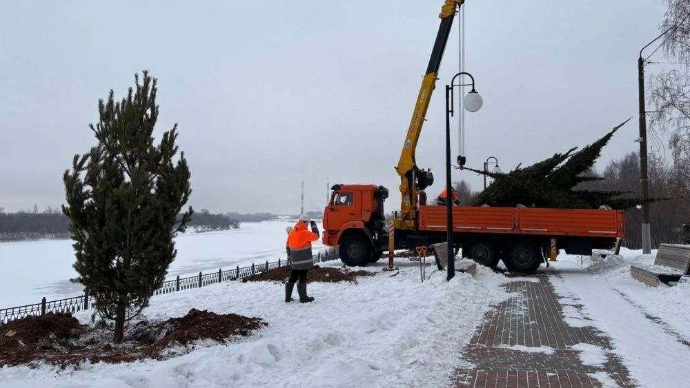 В Нововятске под Новый год высадили крупные ели и сосны