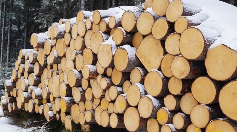 Гражданами не допускается нецелевое использование древесины