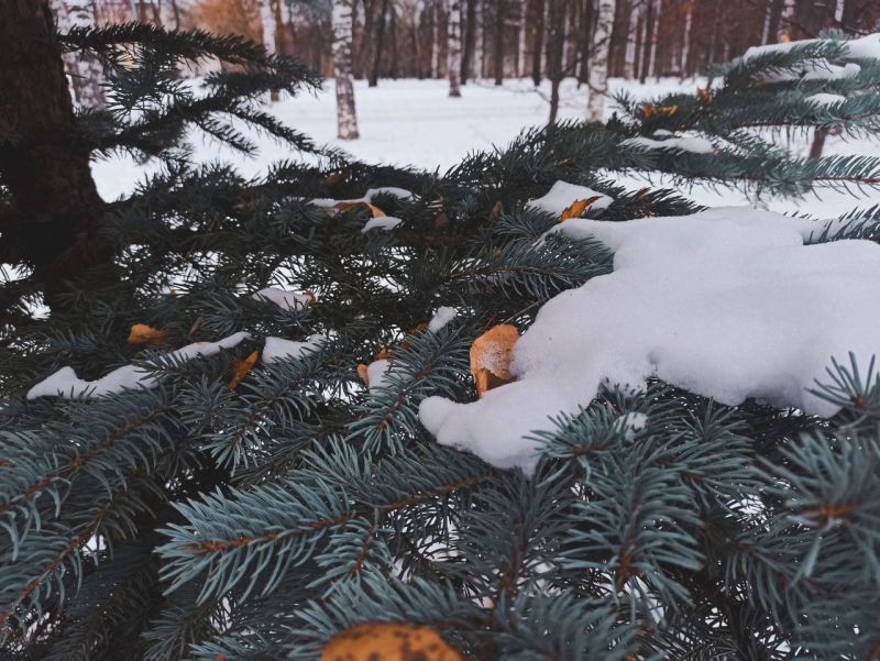 Внимание водителям: в Кировской области ожидается снегопад